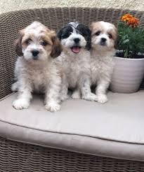 Puppies go fast, so let us know which puppy you are interested in! Cavachon Puppies For Sale Austin Tx 261501 Petzlover