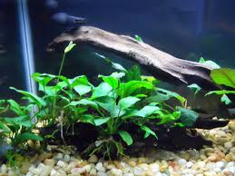Penanaman tumbuhan pada cara membuat aquascape natural adalah menambahkan air dan hiasan secara berselang seling. Mengenal Si Daun Air Anubias Nana Dan Cara Merawatnya Di Aquarium Anda Aquaama