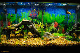 100 gallon aquariums @ fish tanks. Happy Fishies Our Beautiful 100 Gallon Fish Tank You Can Flickr