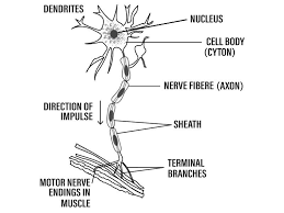 The nervous system helps us to sense and respond to our environment and can be divided into two parts: Q1 With The Help Of A Suitable Diagram Describe The Structur Lido