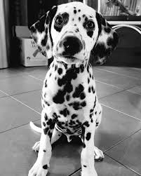 Black And White Dots Dog Name Otto At 11 Weeks Old Dalmatian Spots Cute Puppies Puppy 101dalmations Blackandwhite Dalmation Puppy Dalmatian Dogs Best Dog Toys