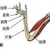 The ulna is usually slightly longer than the radius, but the radius is thicker. 1