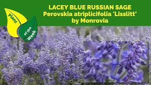 Image result for Perovskia atriplicifolia lacey blue lisslitt photo