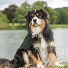 Australian Shepherd Chihuahua Mix - The Awesome Aussie Chihuahua - HubPages