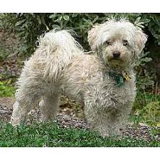 Check spelling or type a new query. Malti Poo Maltipoo Puppies For Sale From Reputable Dog Breeders