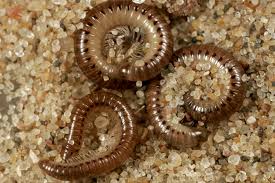 Image result for Cylindropsis