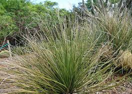 One of the best ways to identify arizona lawn weeds this perennial thrives on landscapes that are well hydrated with either a good irrigation system or a place where water gathers from rain. Grasses Arizona Desert Xeriscape