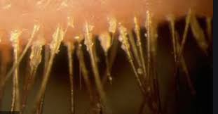 Image result for Blepharis affinis