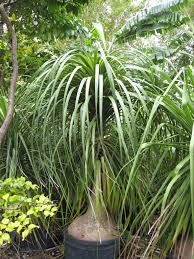Image result for Beaucarnea recurvata