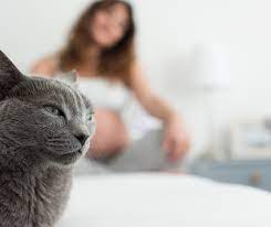 Toxoplasmose Chez Le Chat : Quels Risque Pour La Femme Enceinte ? -  Maladies Et Prévention - Chat - Santévet