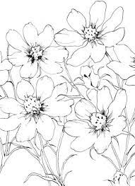 This blog post reveals a collection of botanical illustrations and flower drawings from the annual inktober challenge. Cosmo Outline Wildflower Drawing Flower Art Drawing Lilies Drawing