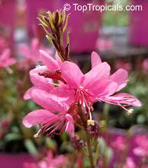 Image result for Oenothera lindheimeri