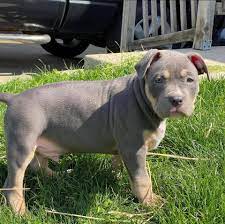 Alabama, alaska, american samoa, arizona, arkansas, california, colorado, connecticut, delaware, district of columbia, florida, georgia, guam, hawaii, idaho, illinois, indiana, iowa, kansas. American Xl Bullies Near Me Home Facebook