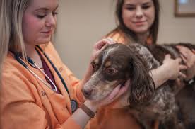 Vet care, garden grove, california. Paws And Claws Preventive Care Veterinary Clinic Ridgewater College