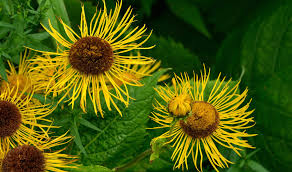 Image result for Inula