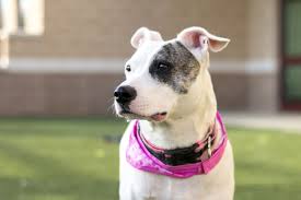 Click here to view dogs in maryland for adoption. Montgomery County Animal Services And Adoption Center About Us Policies Procedures Annual Report