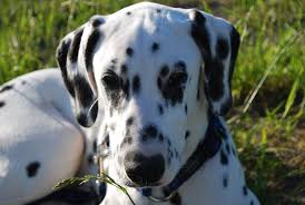 Image result for dalmatin