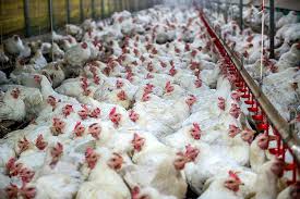 Poultry & Chicken Processing