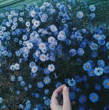 Nicepng provides large related hd transparent png images. Azul Flowers And Flor Image 6411240 On Favim Com