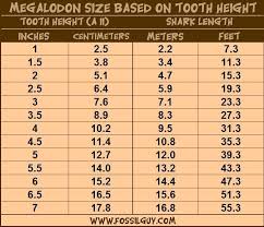 Shark Teeth Chart Megalodon Fossil Shark Tooth Size Vs