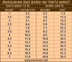 shark teeth chart megalodon fossil shark tooth size vs