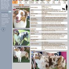 Mix Australian Shepherd Dog Herding Dog Breeds From The