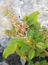 Image result for Amaranthus blitum