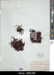 Image result for Hymenophyllum peltatum