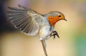 10 Things Brits Say And What Americans Think We Mean Bbc America Beautiful Birds Pretty Birds Pet Birds