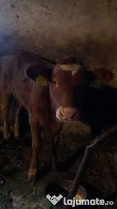 Salveaza cautarea vezi cautarile salvate. NumÄƒr De Telefon Verificat PreÅ£1 200 Eur Taur Angus Vaci Sinteu Adroa Zoo