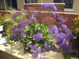 Image result for Limonium