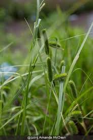 Image result for Carex angolensis