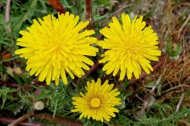 Image result for Taraxacum sp.