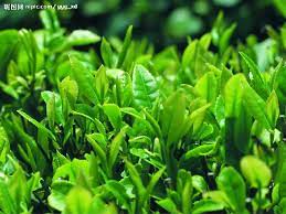 Pin On China Seller Green Tea Leaf Extract Fat Burner Green Tea Extract