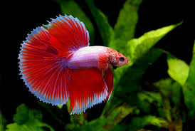 Contents 11 signs of a happy betta 16 why is it important to keep your betta happy? Betta Fish Everything You Need To Know About The Species