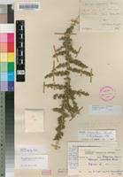 Image result for Asparagus suaveolens