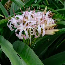 Image result for Crinum buphanoides
