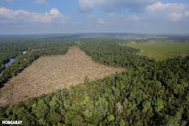 May 27, 2021 · lumber companies are working hard to keep up with the soaring demand. Deforestation Facts Figures And Pictures