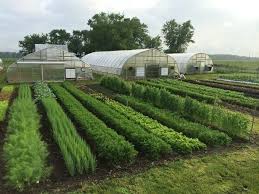 What Do You Think Of When Someone Mentions The Word Farm A Huge Field With Millions Of Plants And Tracto In 2020 Farm Layout Garden Layout Vegetable Garden Layout