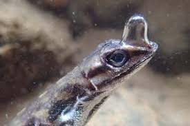 How long do symptoms of the novel coronavirus last? Scuba Spider Uses Web As Gill To Breathe Underwater New Scientist
