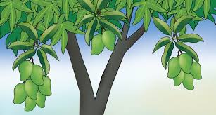 60 Gambar Pohon Mangga Berbuah Kartun Terlengkap Cikimm Com Gratis gambar, pohon, hitam dan putih, kartun, garis seni, seni, gambar gambar, royaltyfree, pensil, masih hidup, siluet. 60 gambar pohon mangga berbuah kartun