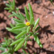 Image result for Portulacaceae