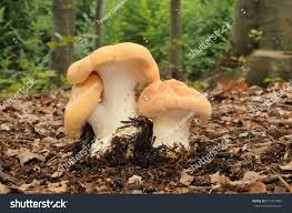 Image result for Dentinum repandum