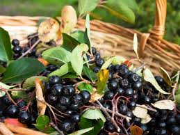 L Aronia Noir Une Petite Baie Meconnue Mais Prometteuse Petit Fruit Savoureux Fruits Sains