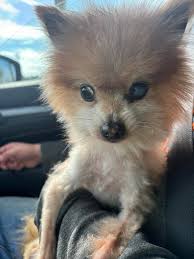 What's Happening in Auburn and Opelika