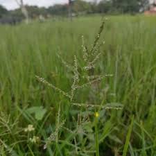 Image result for Steinchisma laxum