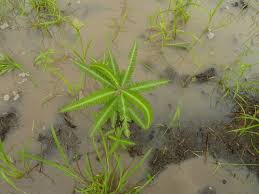 Image result for Sesbania pachycarpa