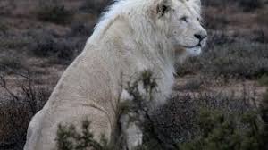Vahsi Yolculuk Botsvana Turkce Hayvan Belgeseli National Geographic Youtube Wild Animals Pictures Beautiful Lion Albino Animals