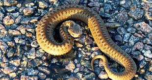 Blair hedges (blair hedges) from the university of pennsylvania (penn state university) opened two new subspecies of snakes. Snake 15 Deadliest Serpents Cbs News