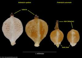 Image result for Bulbostylis sp.no.6